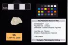 Foto (Objekt + Etikett) von Paguridae indet.  (NHMW-GEO-2017-0093-0017)